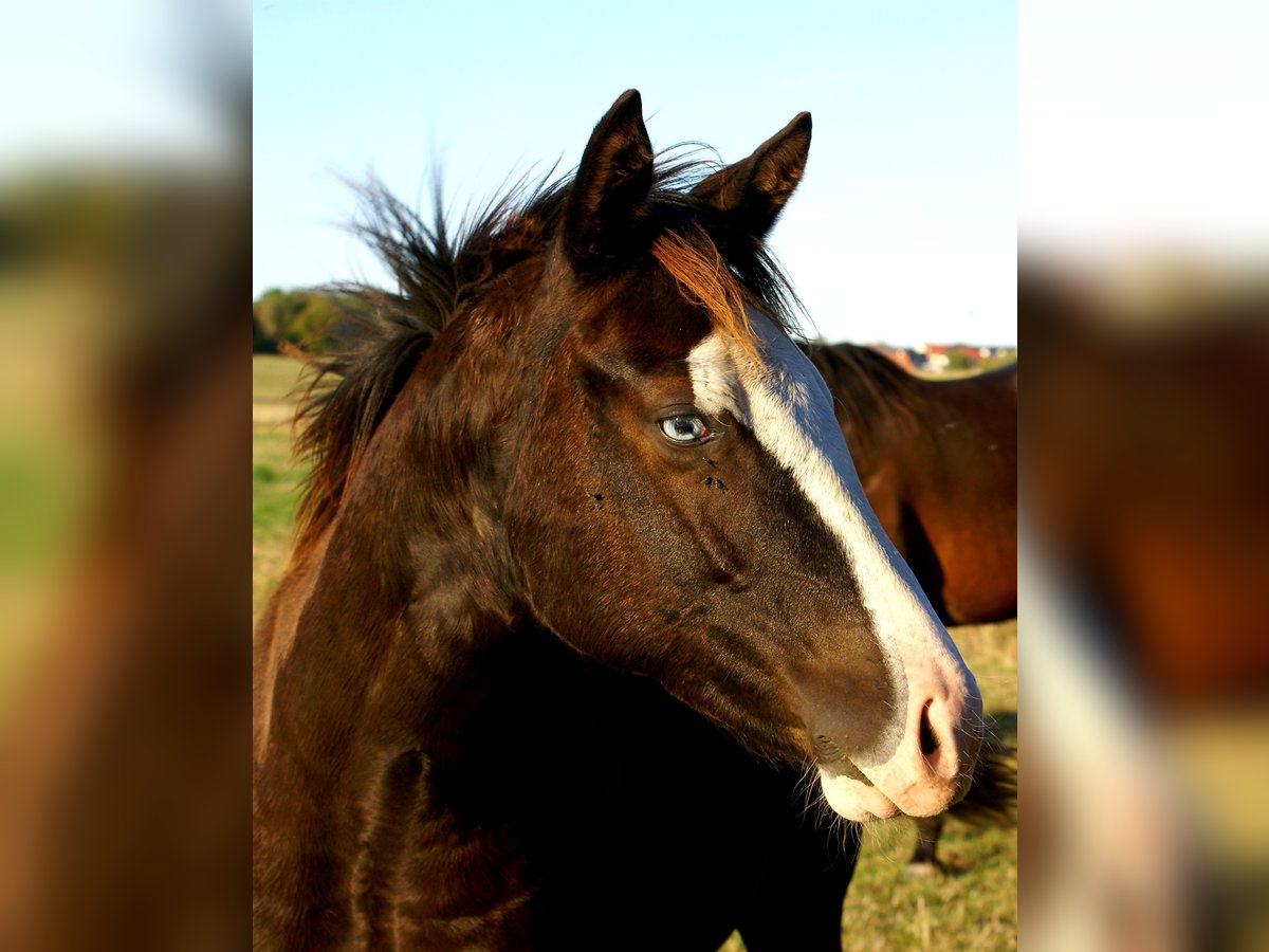 American Paint Horse, Stute in Velpke
