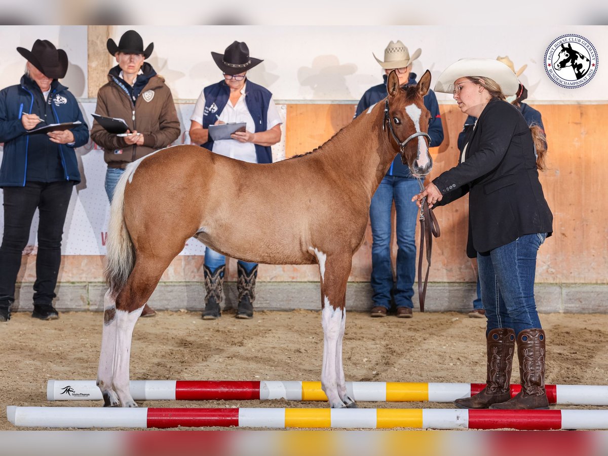 American Paint Horse Stute Fohlen (05/2025) 153 cm Falbe in Gangelt