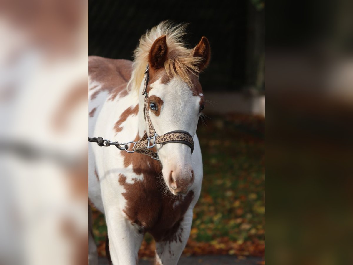 American Paint Horse Stute Fohlen (05/2025) 155 cm Overo-alle-Farben in Hellenthal