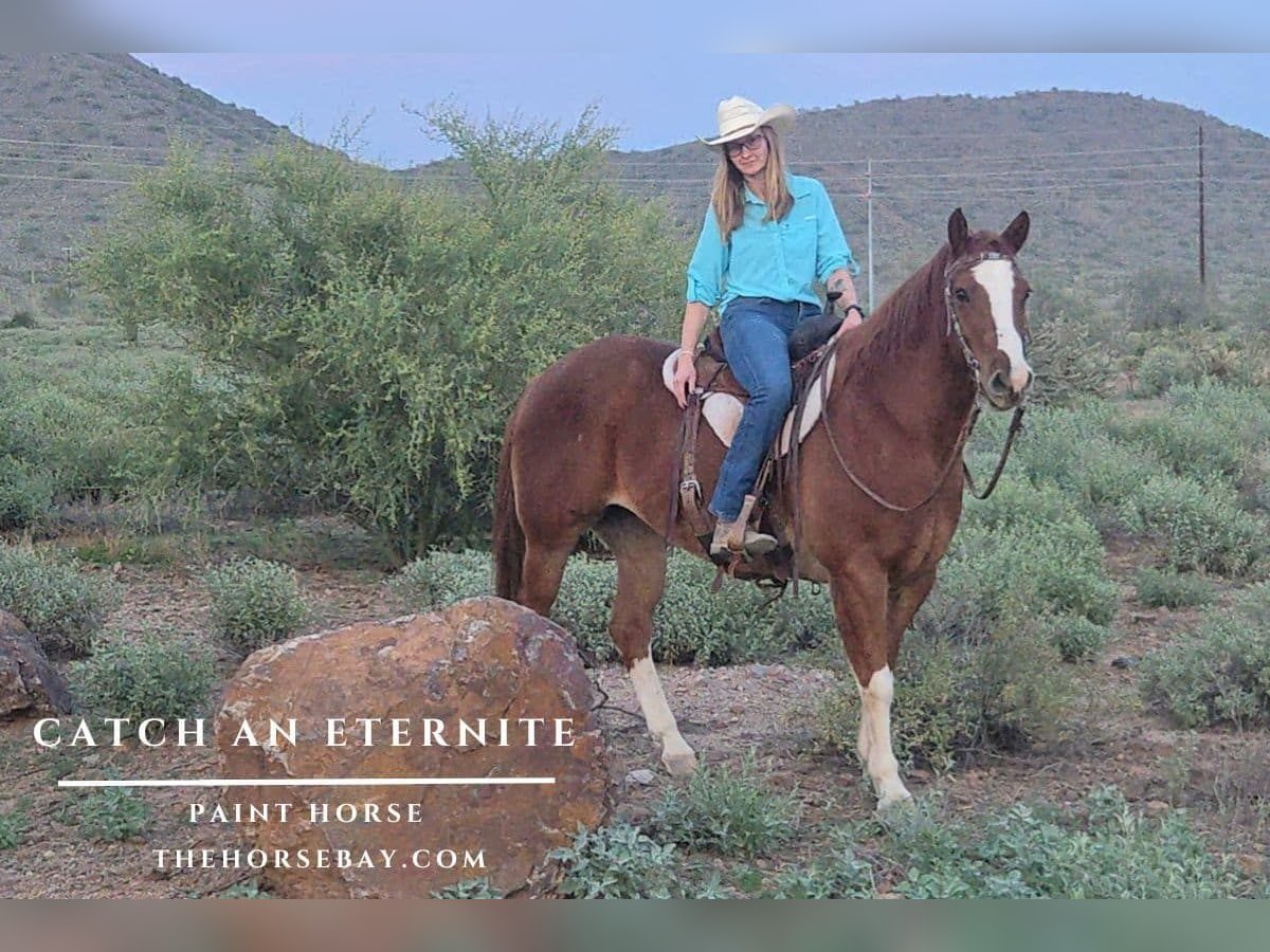 American Paint Horse Wałach 10 lat 152 cm Cisawa in Phoenix, AZ