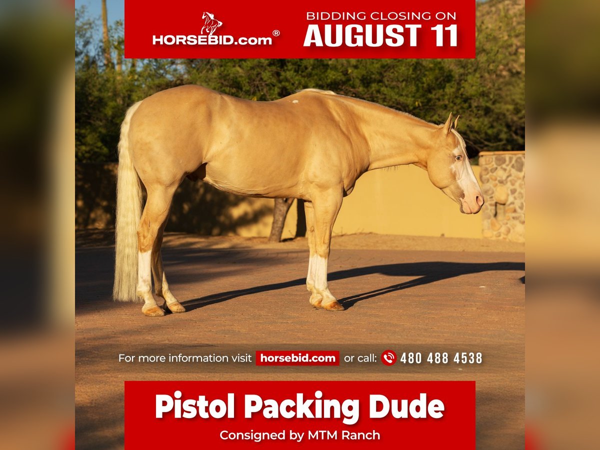 American Paint Horse Wałach 11 lat 155 cm Izabelowata in Cave Creek, AZ