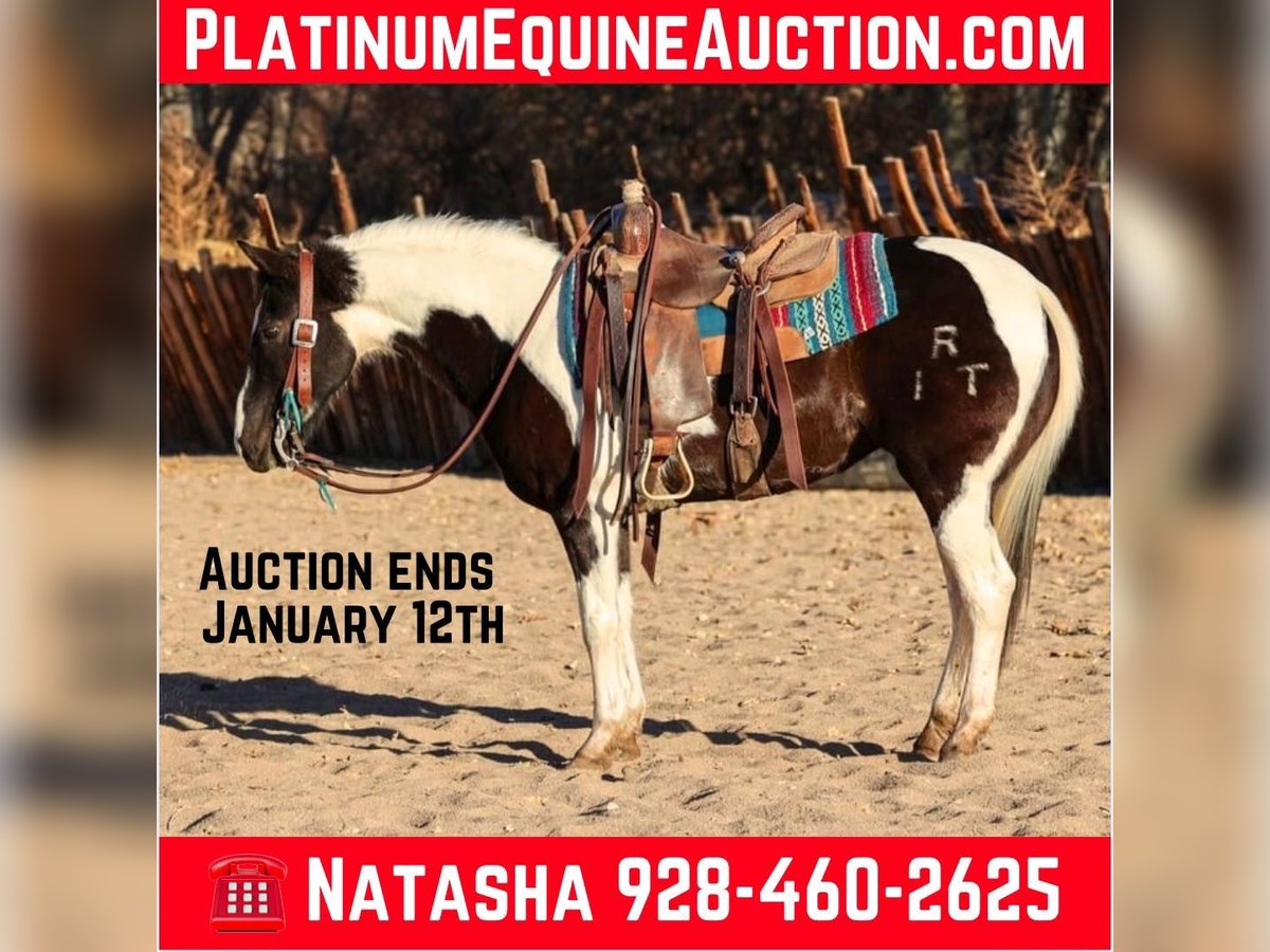 American Paint Horse Wałach 13 lat 147 cm Tobiano wszelkich maści in Camp Verde AZ