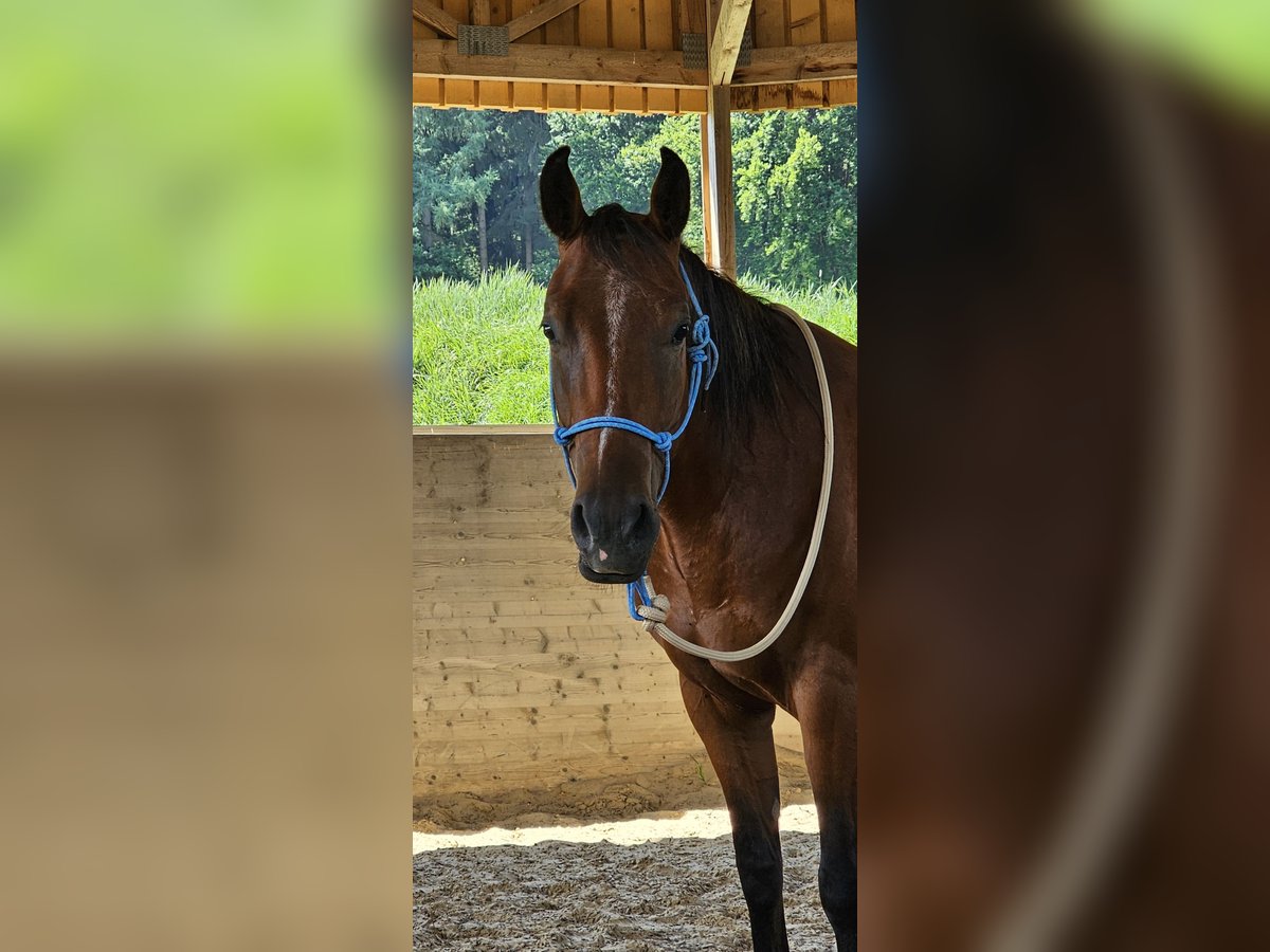 American Paint Horse Wałach 4 lat 145 cm Gniada in Biberach an der Ri&#xDF;