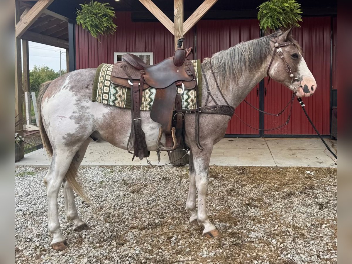 American Paint Horse Wałach 5 lat 155 cm Sabino in Mantua