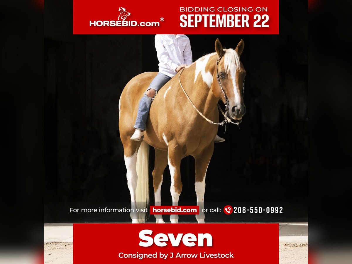 American Paint Horse Wałach 7 lat 150 cm Srokata in Caldwell