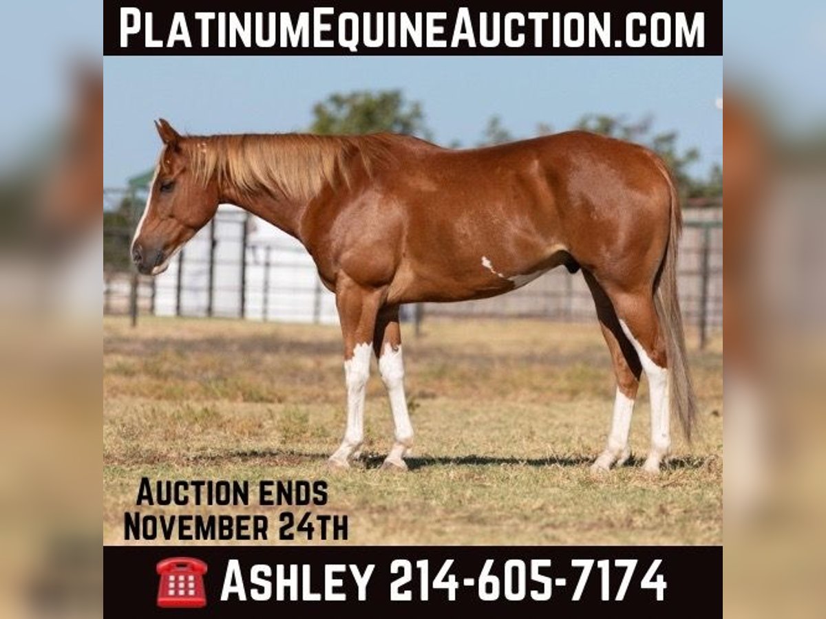 American Paint Horse Wałach 7 lat 155 cm Ciemnokasztanowata in Weatherford TX
