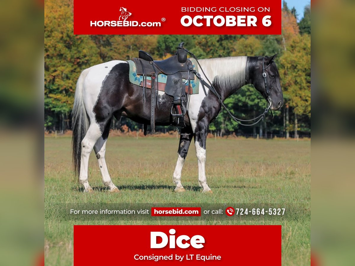 American Paint Horse Wallach 10 Jahre 155 cm Schecke in Clarion