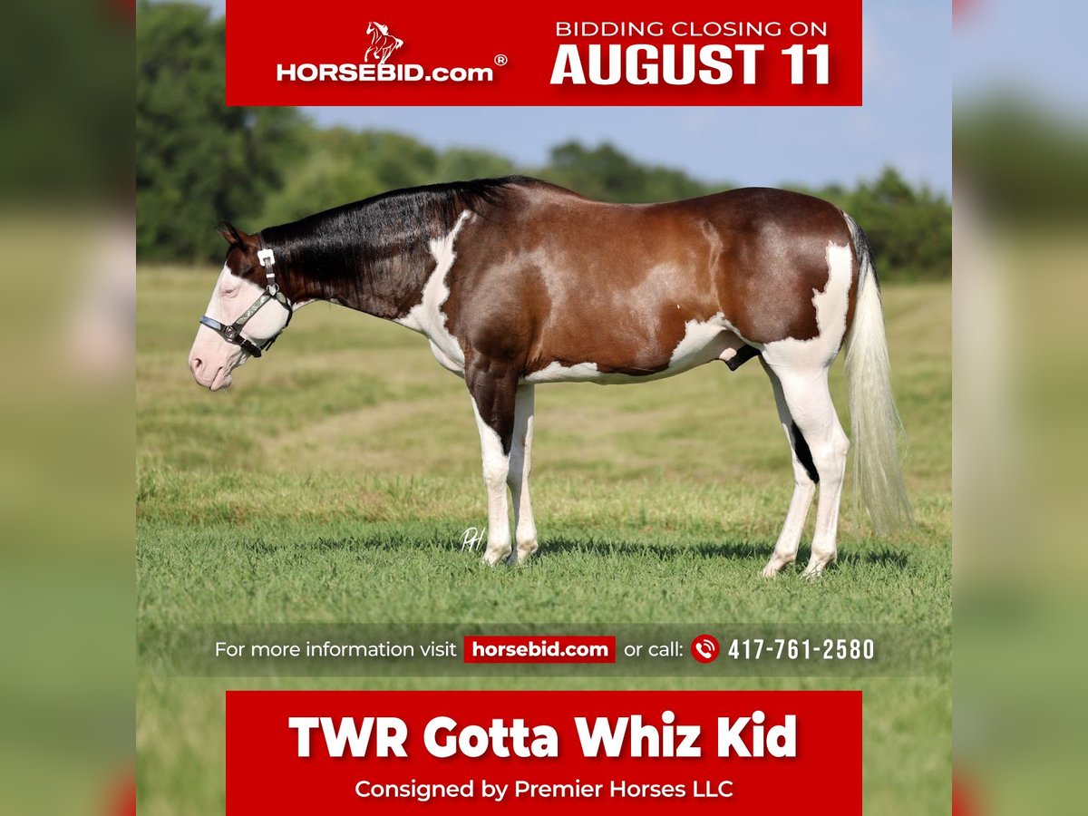 American Paint Horse Wallach 11 Jahre 152 cm Overo-alle-Farben in Buffalo, MO