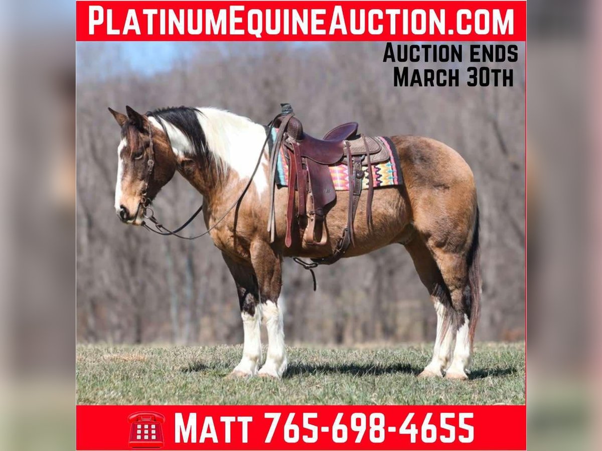 American Paint Horse Wallach 11 Jahre 155 cm Buckskin in Brodhead, KY