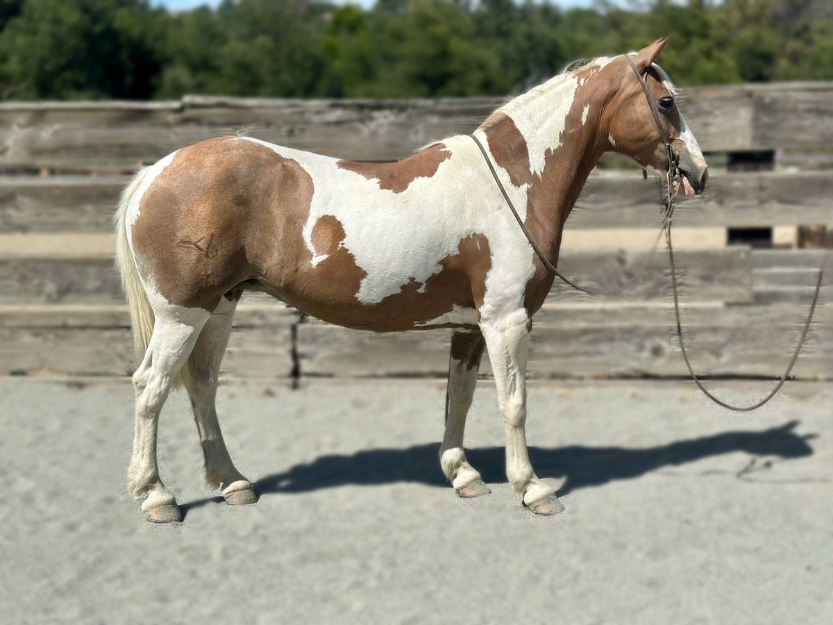 American Paint Horse Wallach 12 Jahre 142 cm Tobiano-alle-Farben in Bitterwater CA