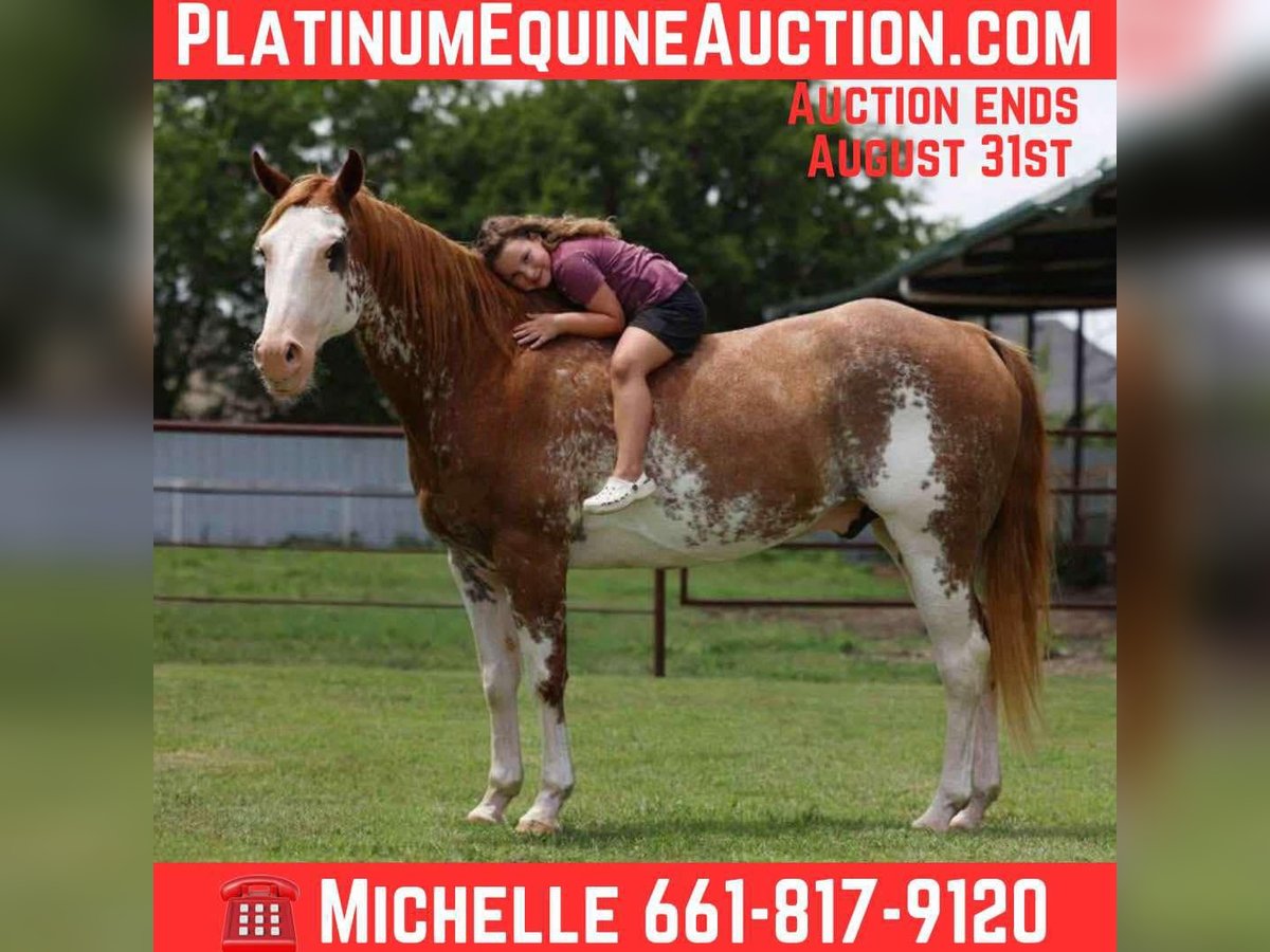 American Paint Horse Wallach 14 Jahre 152 cm Overo-alle-Farben in Stephenville tx