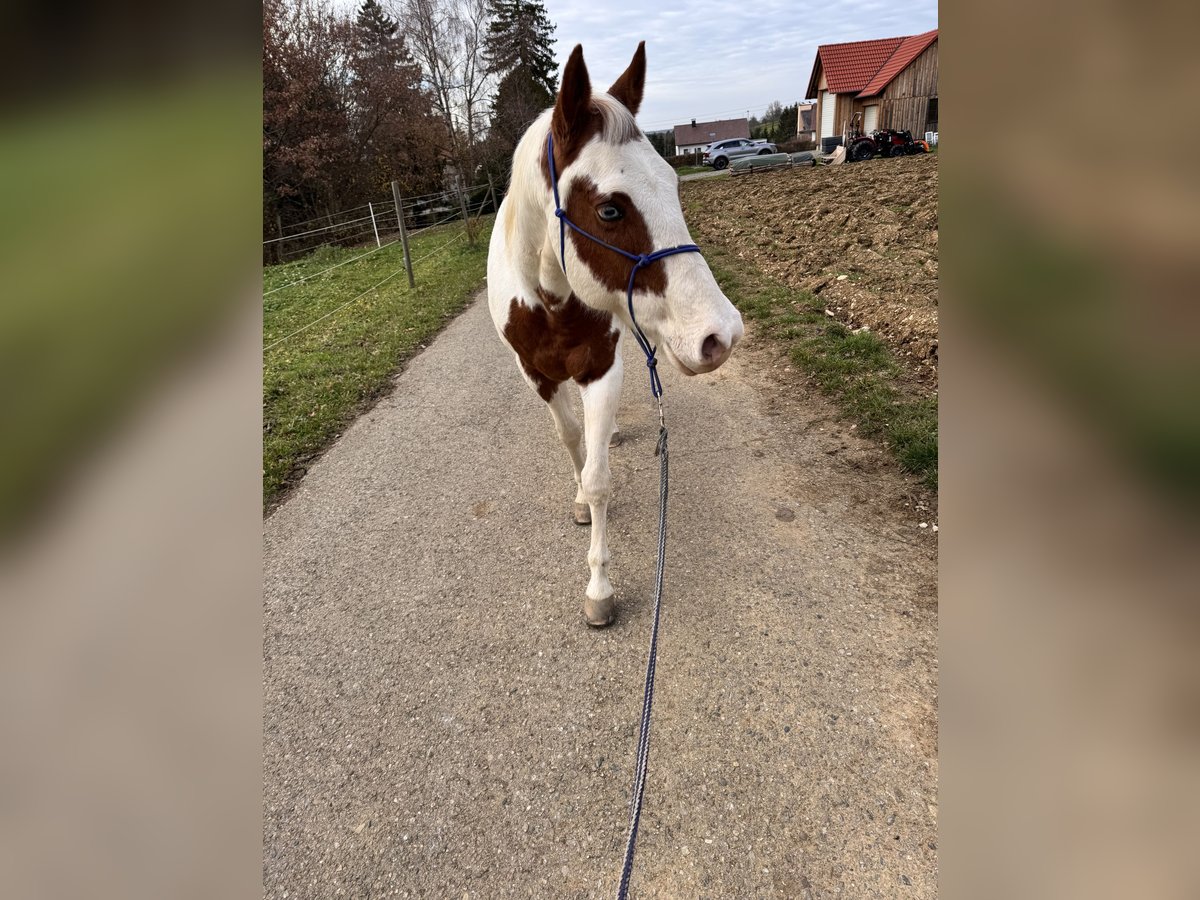 American Paint Horse Mix Wallach 14 Jahre 155 cm Schecke in Balingen