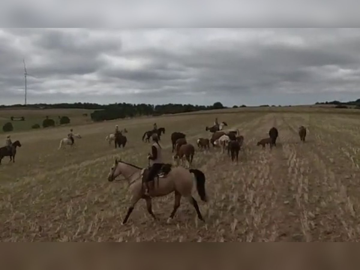 American Paint Horse Wallach 16 Jahre 159 cm Buckskin in Waldeck
