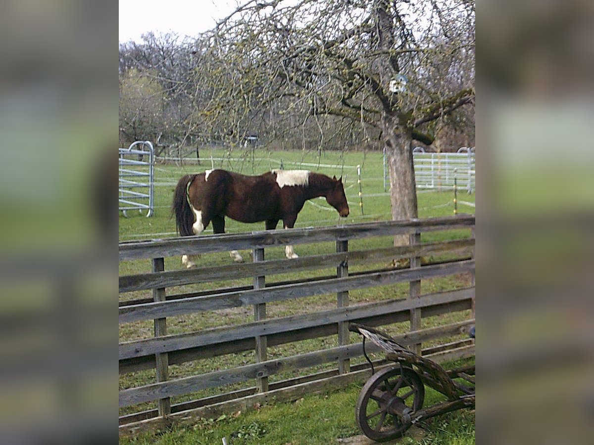 American Paint Horse Wallach 19 Jahre 153 cm in T&#xFC;bingen