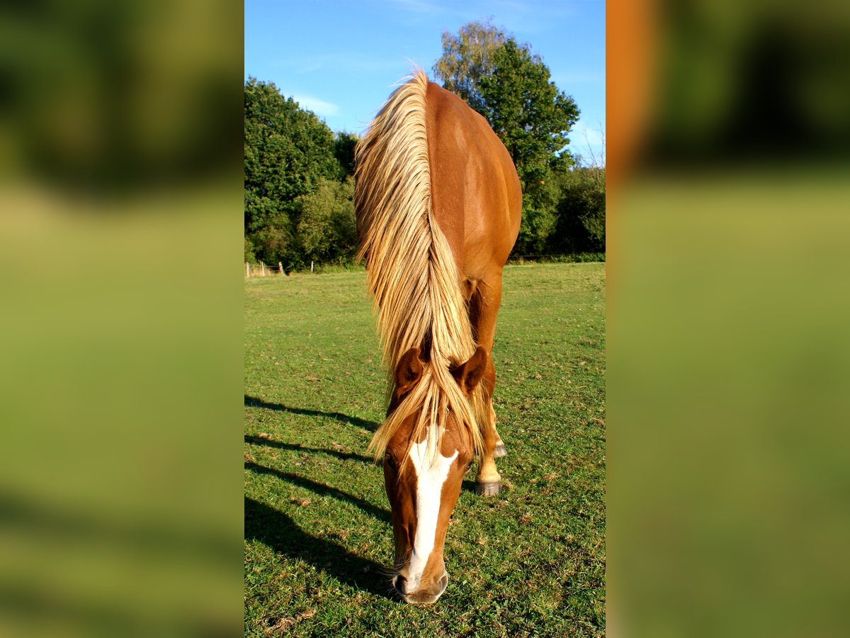 American Paint Horse, Wallach in Velpke