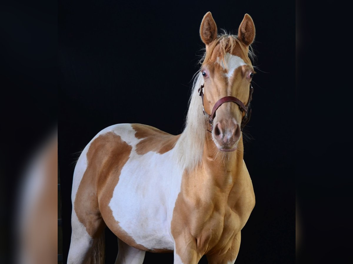 American Paint Horse Wallach 1 Jahr 155 cm Tobiano-alle-Farben in Buchbach