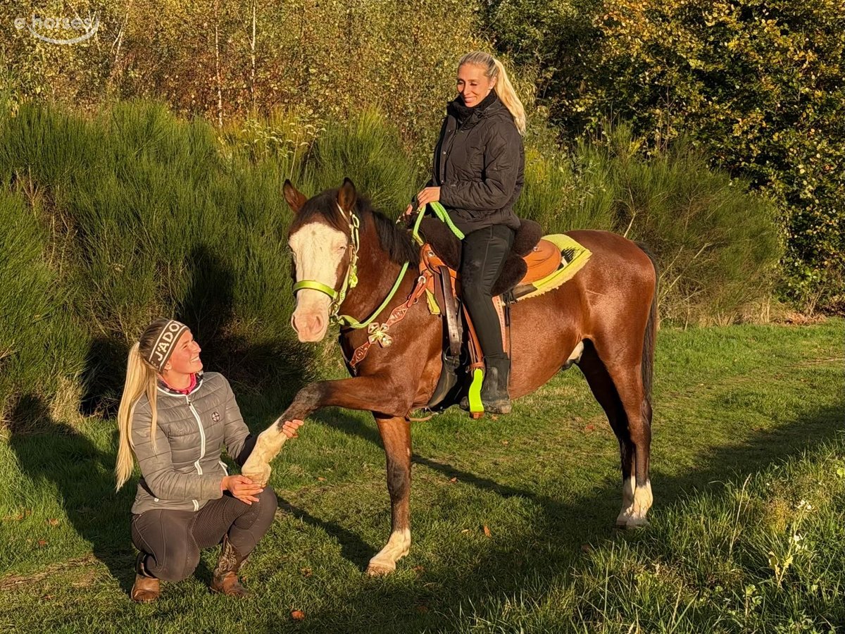 American Paint Horse, Wallach in Linkenbach
