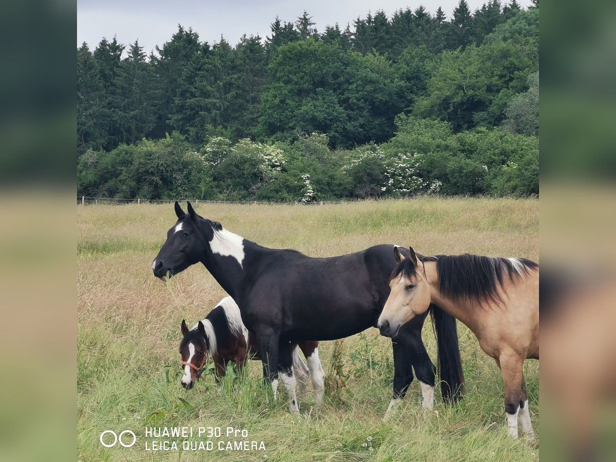 American Paint Horse Mix Wallach 3 Jahre 160 cm Schecke in Betteldorf
