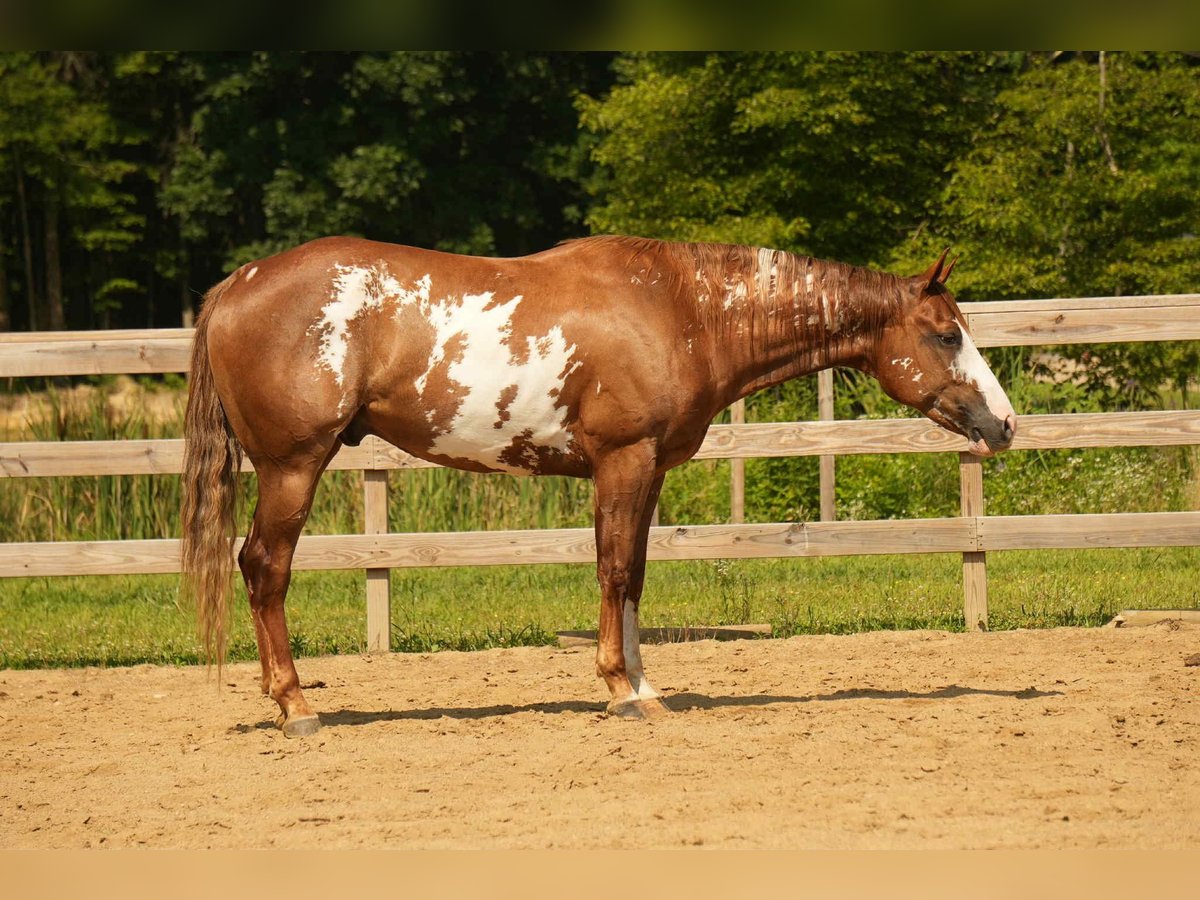 American Paint Horse Wallach 4 Jahre 157 cm Rotfuchs in Fresno
