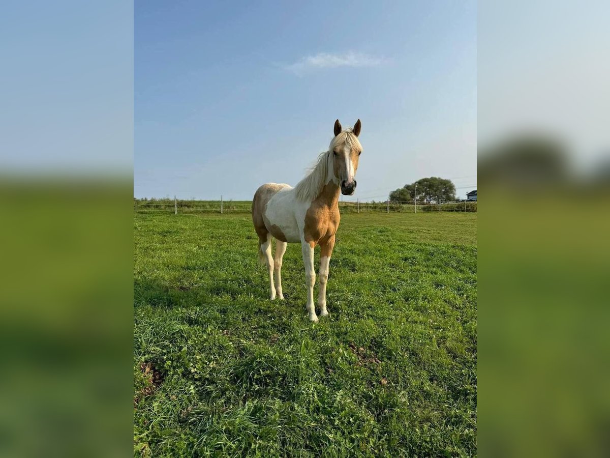 American Paint Horse Wallach 4 Jahre 163 cm Palomino in Bolton