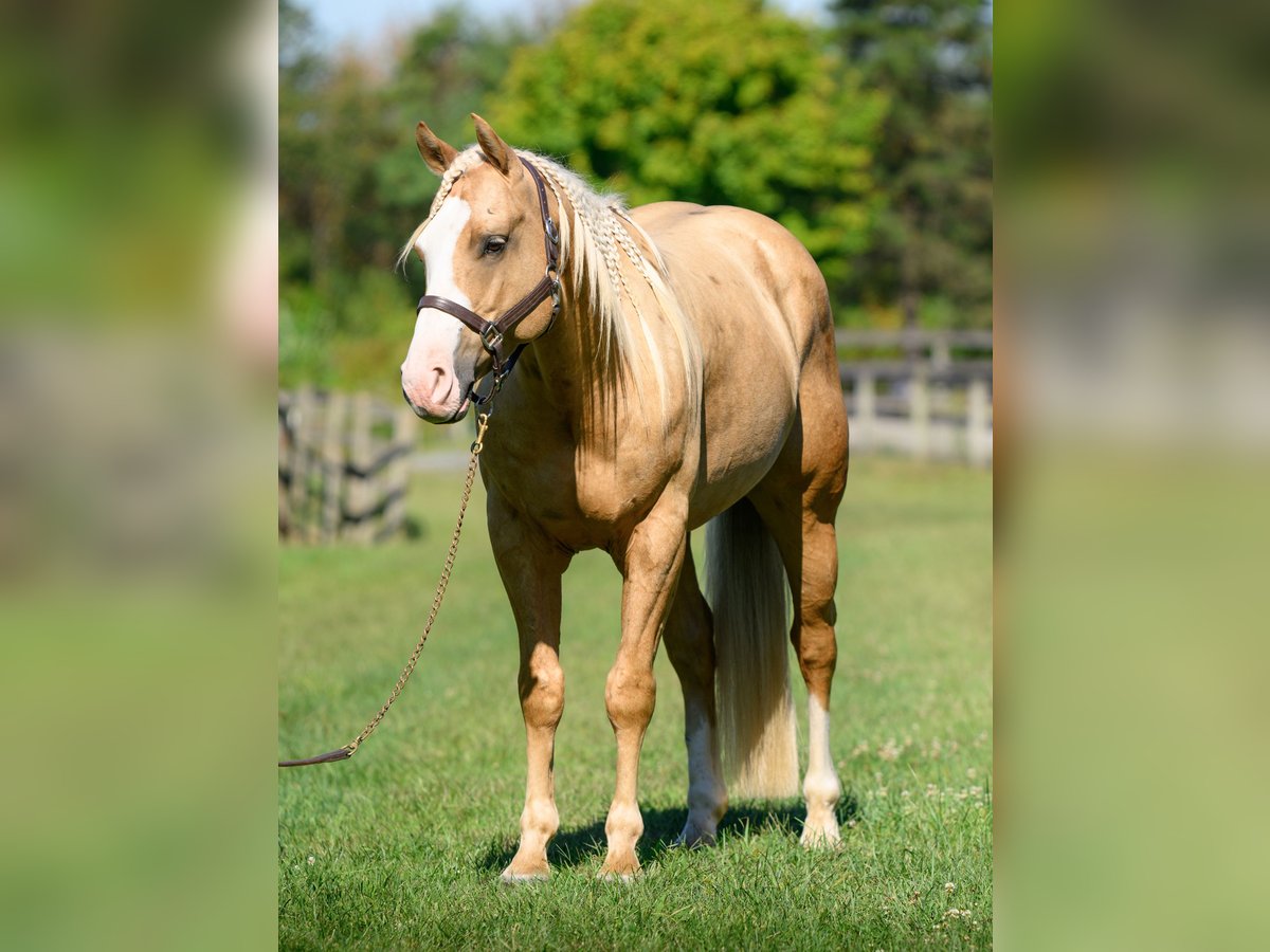 American Paint Horse Wallach 5 Jahre 152 cm Palomino in Narvon