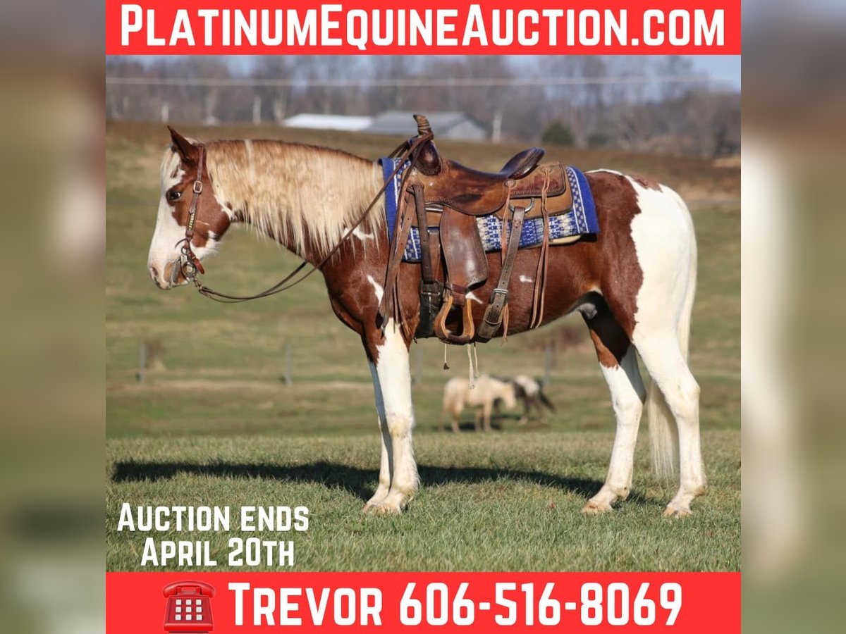 American Paint Horse Wallach 5 Jahre 152 cm Tobiano-alle-Farben in Parkers Lake KY