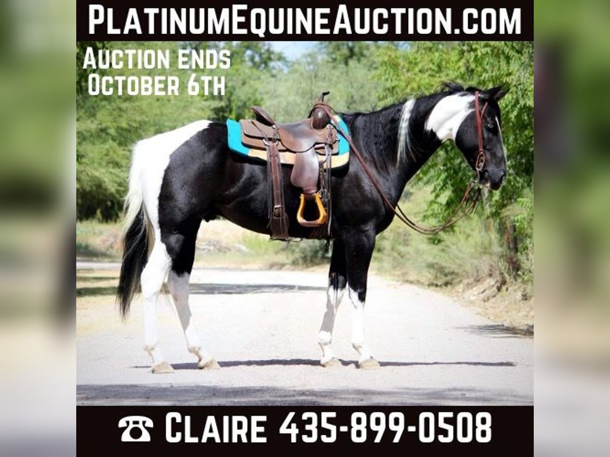 American Paint Horse Wallach 6 Jahre 157 cm Tobiano-alle-Farben in Camp Verde AZ