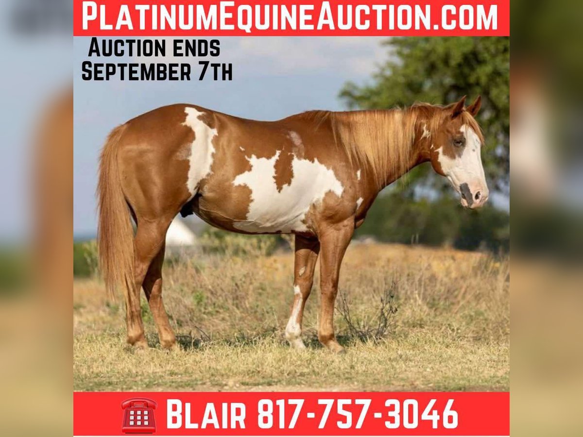 American Paint Horse Wallach 7 Jahre 142 cm Overo-alle-Farben in Weatherford TX