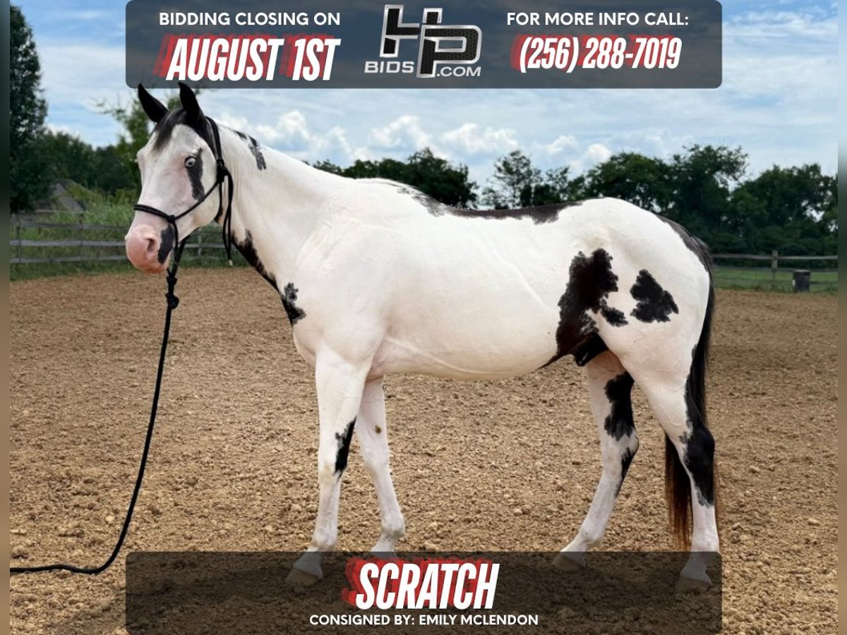 American Paint Horse Wallach 7 Jahre 152 cm Tovero-alle-Farben in New Hope, AL