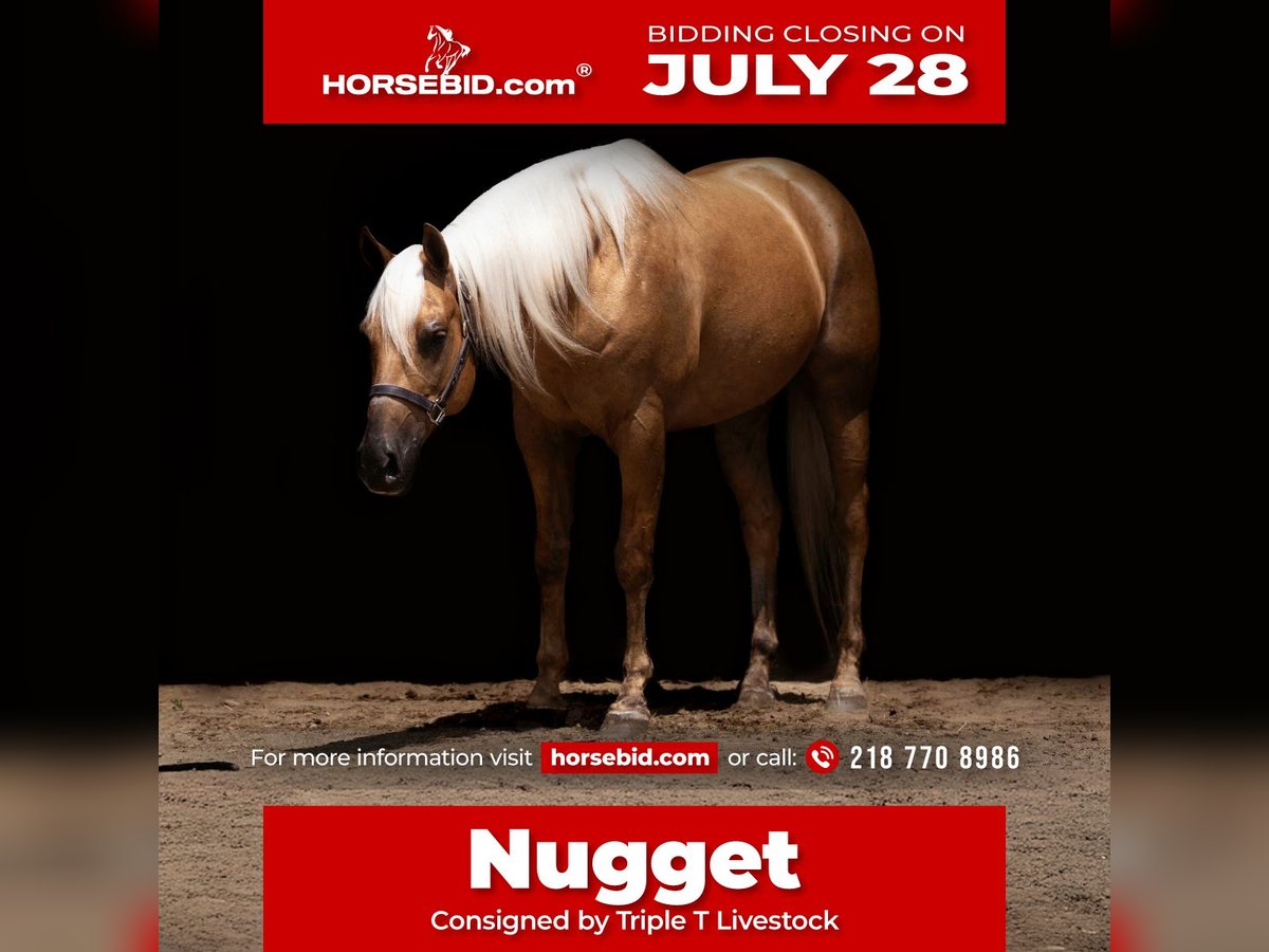 American Paint Horse Wallach 8 Jahre 152 cm Palomino in Nevis