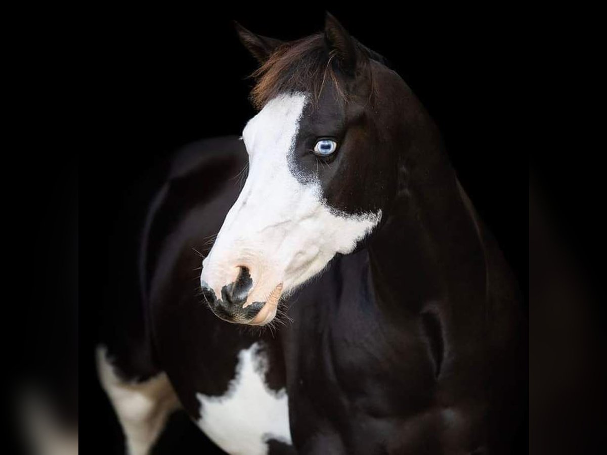 American Paint Horse Wallach 9 Jahre 146 cm Rappe in Oldeberkoop