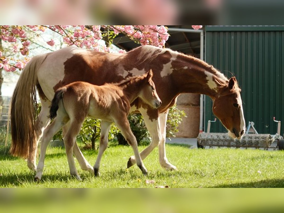 American Paint Horse Yegua 12 años 158 cm Tobiano-todas las-capas in Ritterhude
