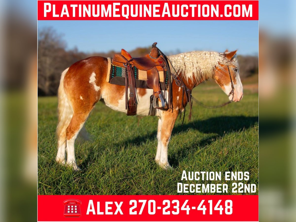 American Paint Horse Yegua 5 años 163 cm Alazán-tostado in Greensburg KY