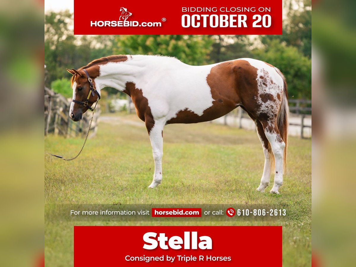 American Paint Horse Yegua 5 años 165 cm Tobiano-todas las-capas in New Holland