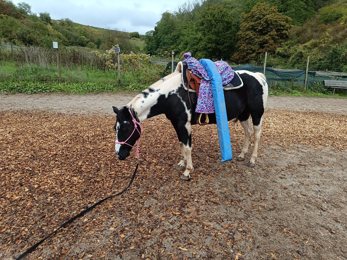 American Paint Horse Yegua 6 años 140 cm Tobiano-todas las-capas in Langenlonsheim