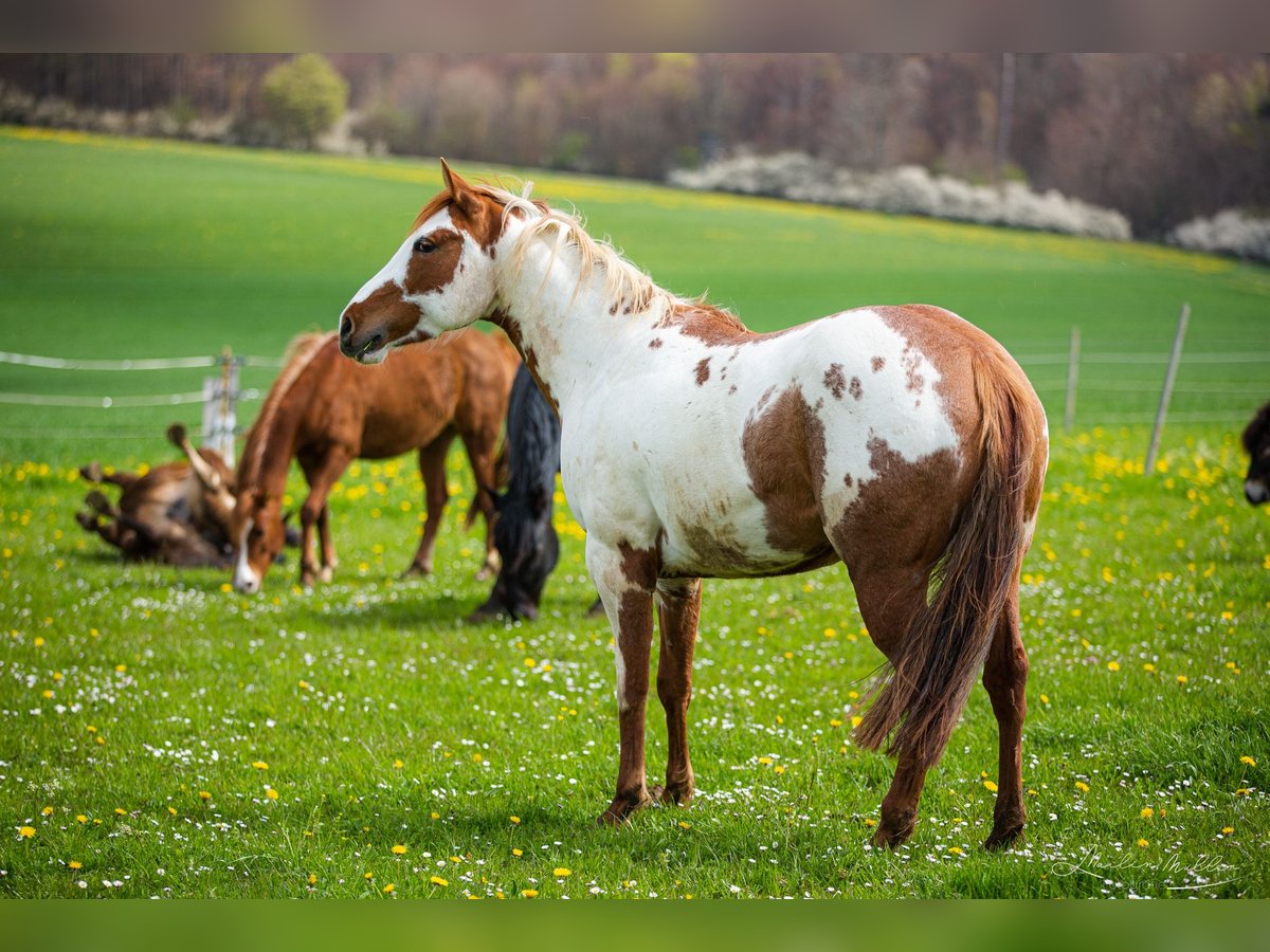 American Paint Horse Yegua 6 años 152 cm Overo-todas las-capas in Tuttlingen