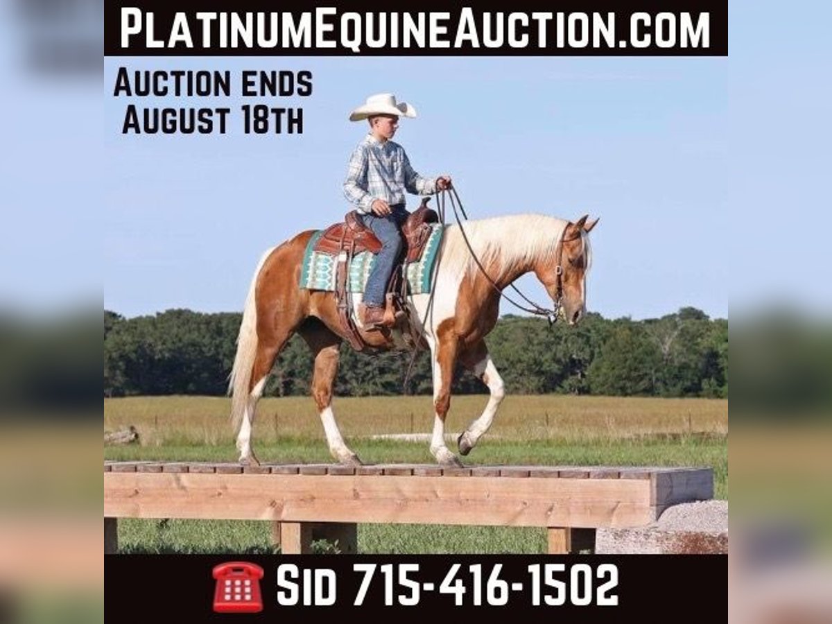 American Paint Horse Yegua 7 años Palomino in Adair Ok
