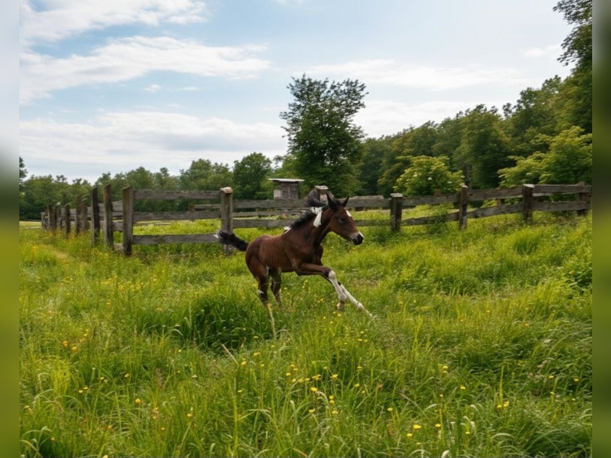 American Paint Horse Yegua Potro (05/2025) 165 cm Tobiano-todas las-capas in Paternion