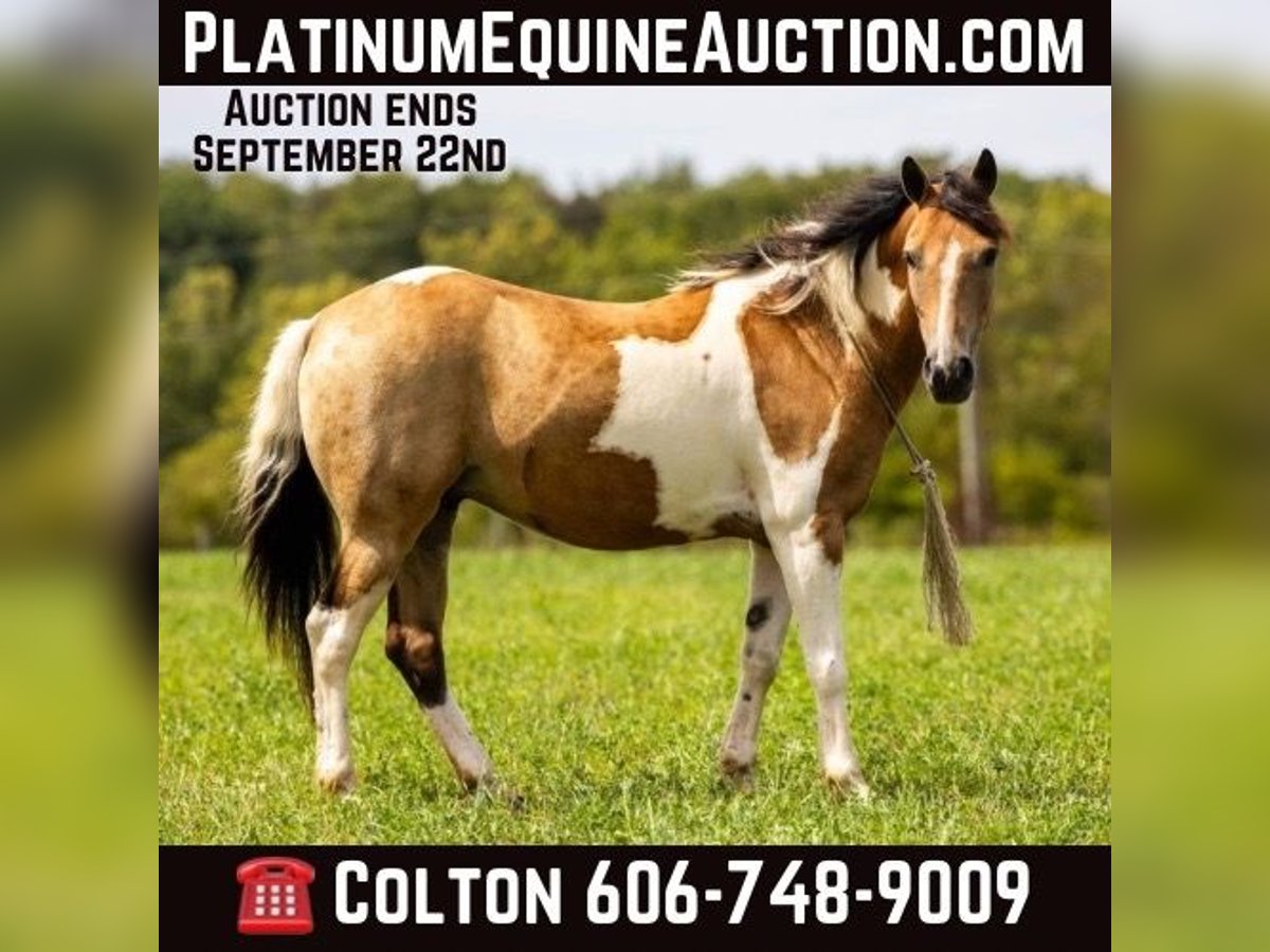 American Quarter Horse Castrone 10 Anni 130 cm Pelle di daino in Ewing KY