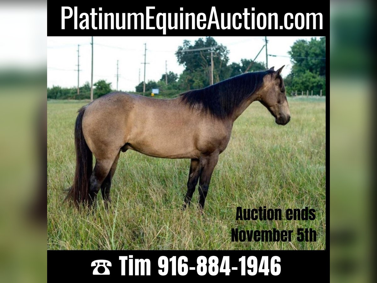 American Quarter Horse Castrone 10 Anni 132 cm Pelle di daino in Lincoln CA