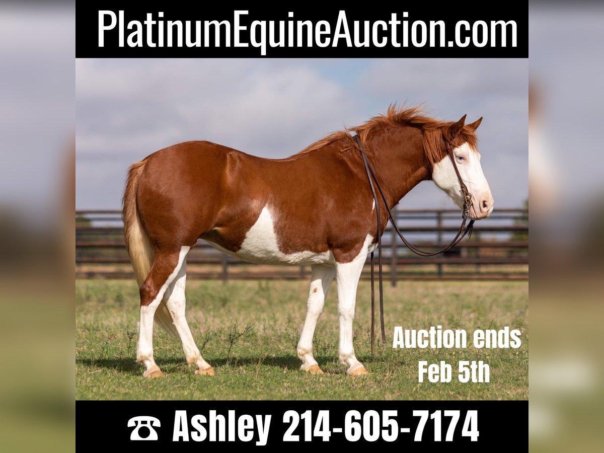 American Quarter Horse Castrone 10 Anni 132 cm Sauro ciliegia in Weatherford TX