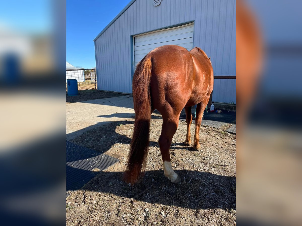 American Quarter Horse Castrone 10 Anni 142 cm Baio in Fort worth Texas