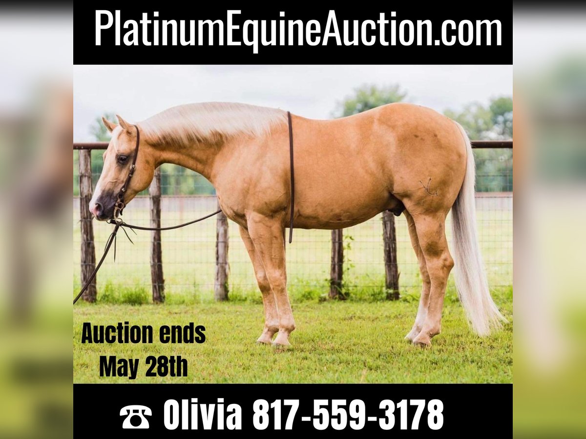 American Quarter Horse Castrone 10 Anni 142 cm Palomino in weatherford TX