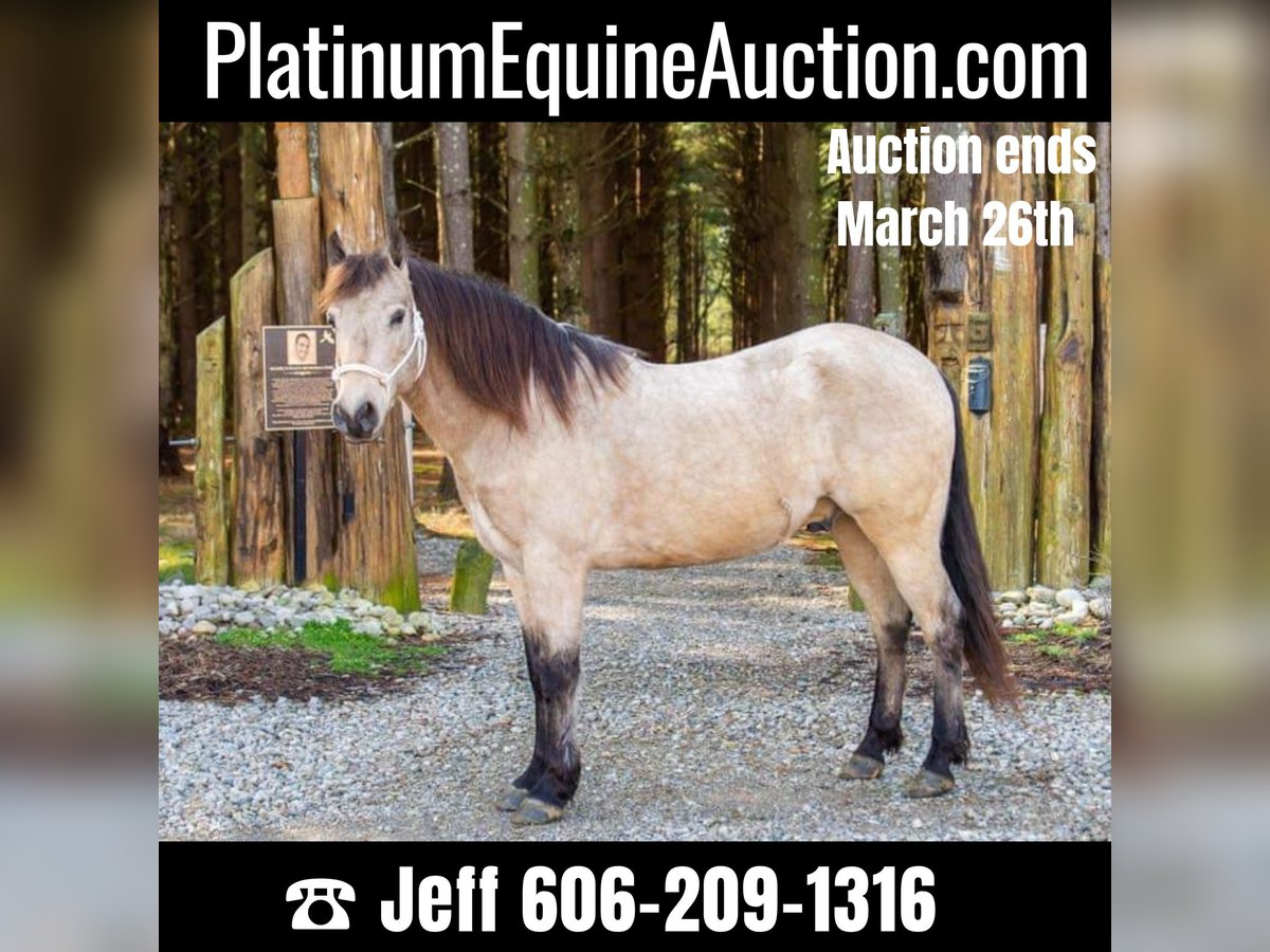 American Quarter Horse Castrone 10 Anni 142 cm Pelle di daino in Middletown OH