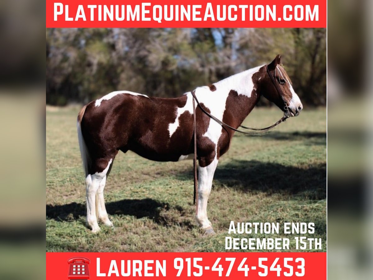 American Quarter Horse Castrone 10 Anni 142 cm Tobiano-tutti i colori in El Paso Tx