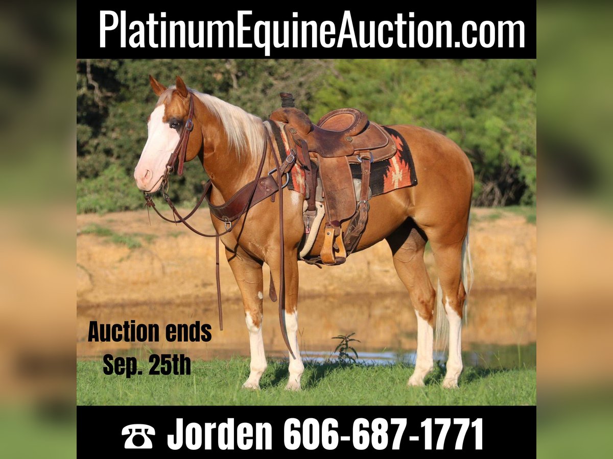 American Quarter Horse Castrone 10 Anni 147 cm Palomino in Cleburne tx