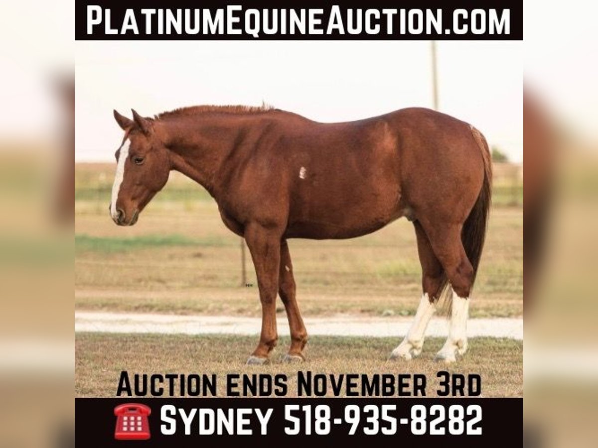 American Quarter Horse Castrone 10 Anni 147 cm Sauro scuro in Granbury tx