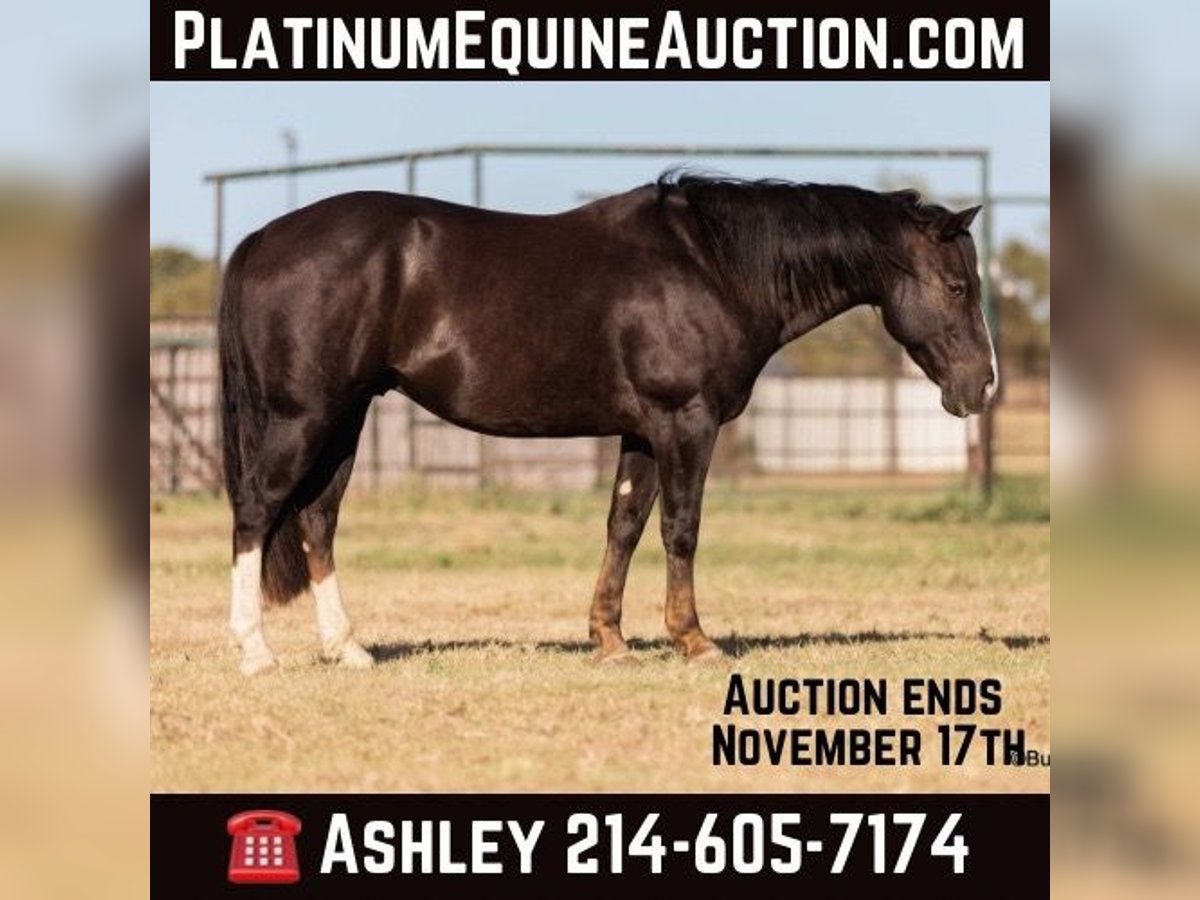 American Quarter Horse Castrone 10 Anni 147 cm Sauro scuro in Weatherford TX