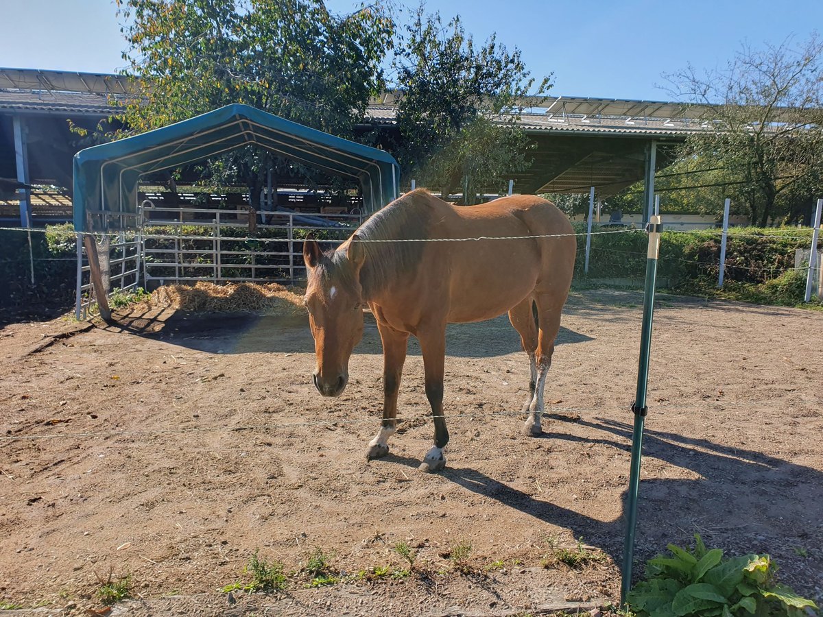 American Quarter Horse Castrone 10 Anni 148 cm in Walldorf