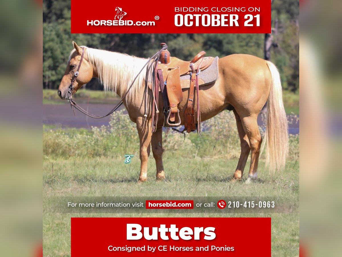 American Quarter Horse Castrone 10 Anni 150 cm Palomino in Carthage, TX